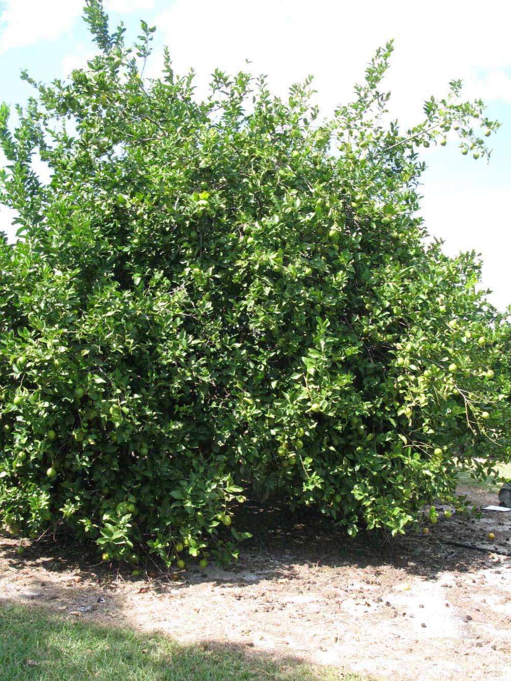              Habit (Winter Haven, FL)       